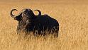 120 Tanzania, Ngorongoro Krater, buffel